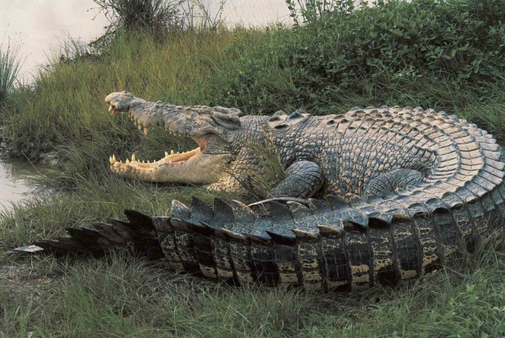 Australian Crocodile 1
