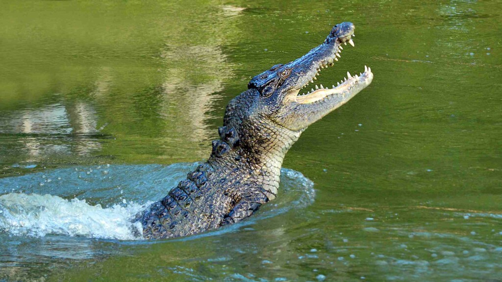 Australian Crocodile 2