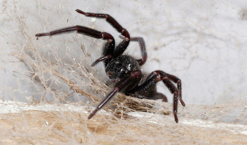 Australian Spider 2