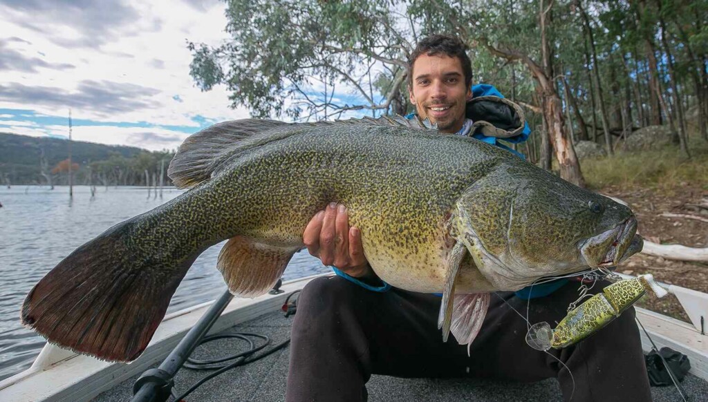 Murray Cod 1