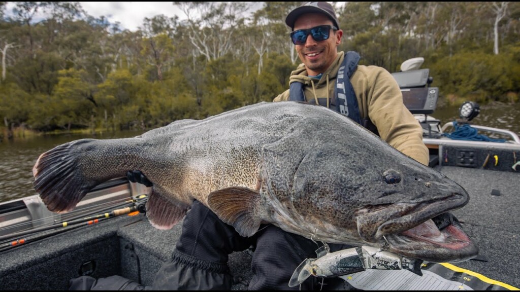 Murray Cod 2