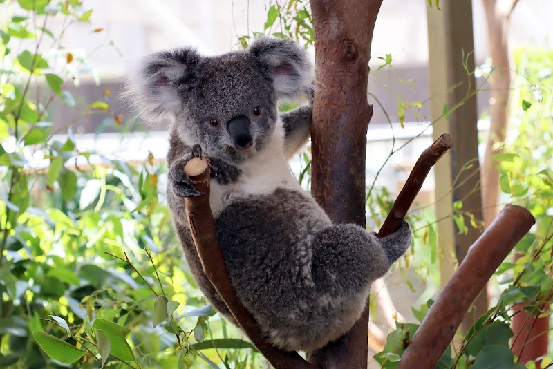 WILD LIFE Sydney Zoo in Australia