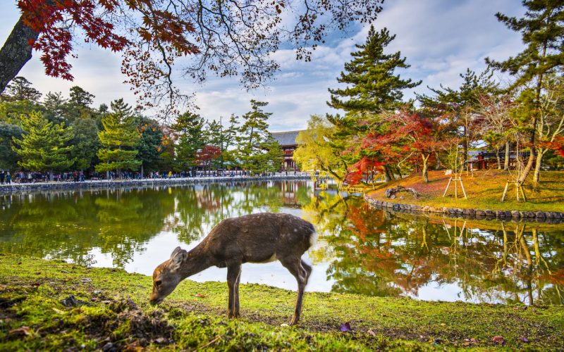 Nara Park