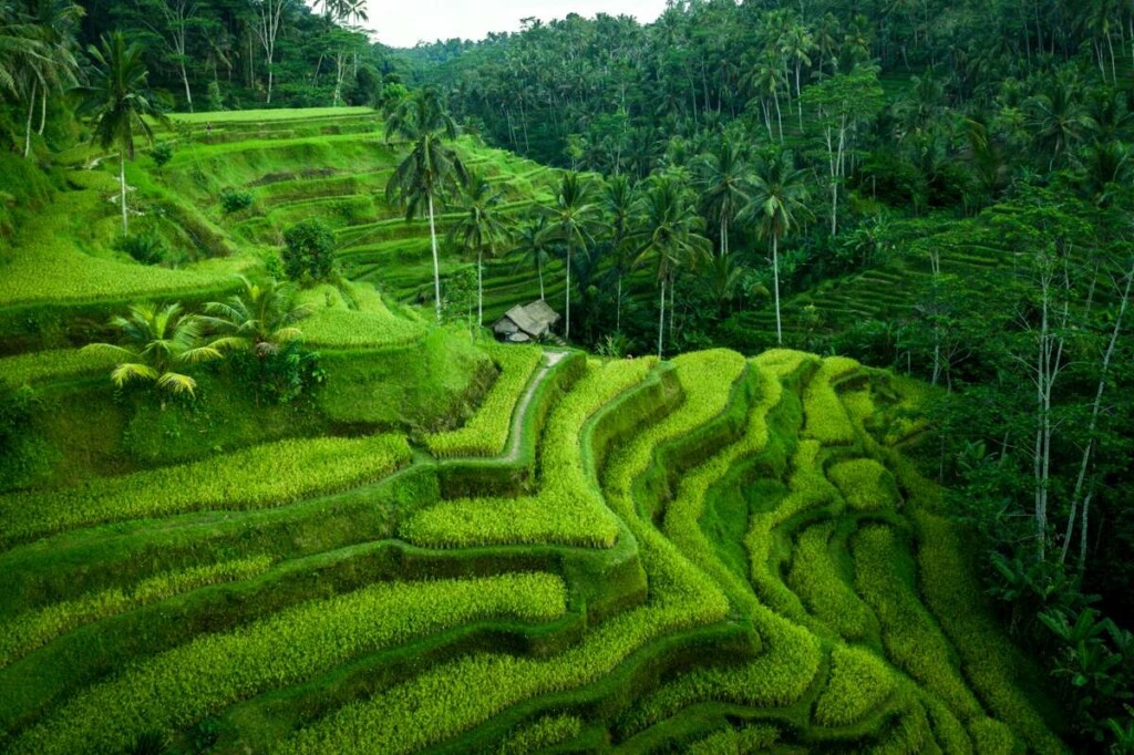 Tegalalang Rice Terraces