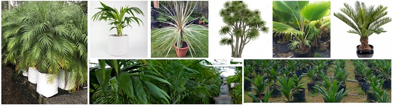Berkie Palms -Best Plant,Garden Nursery-Landscaping,Gardening Services-Garden Plants Sale Newcastle in Newcastle, New South Wales