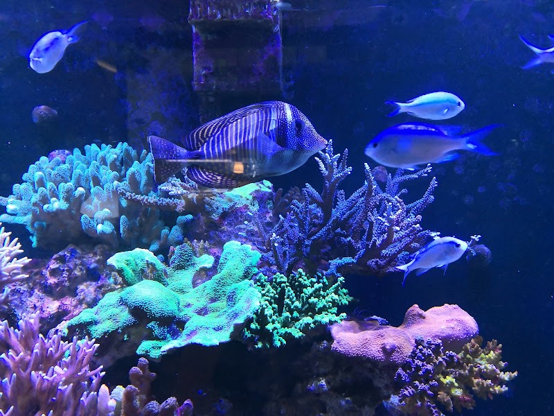 Aquarium Gallery Perth in Perth, Australia