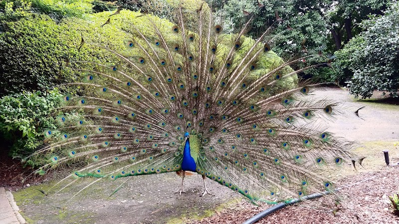 Auburn Fauna Reserve in Sydney, Australia