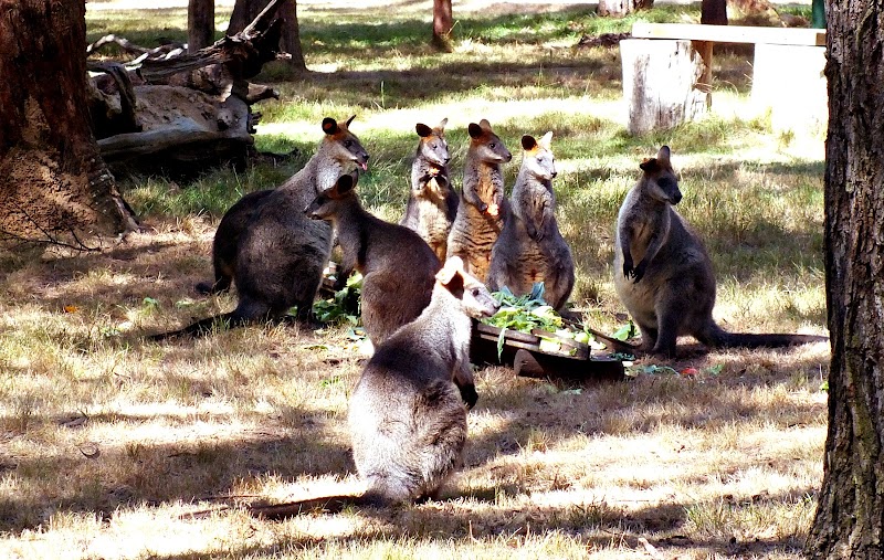 Australian Wildlife Sanctuary in Wollongong, Australia