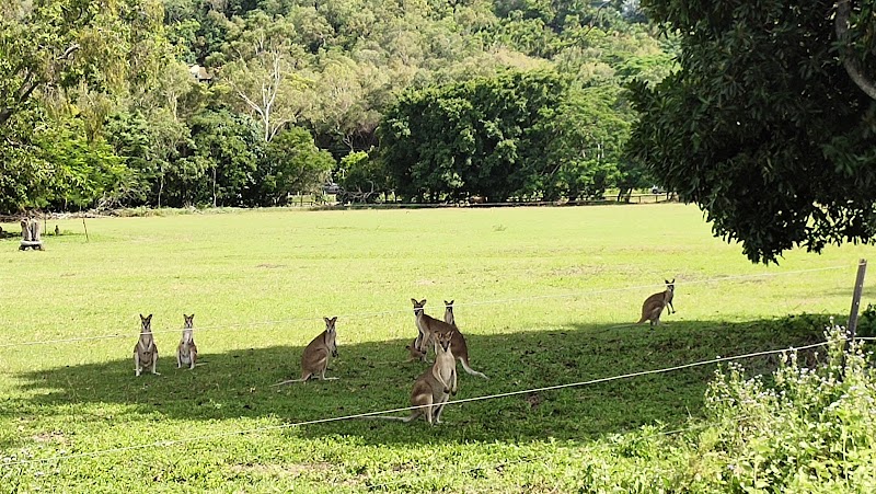 Centenary Park in Cairns, Australia