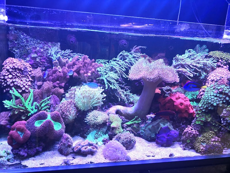 Coral Madness in Wollongong, Australia