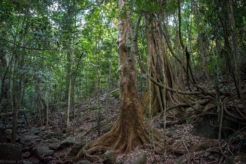 Lismore Rainforest Botanic Gardens in Lismore, Australia