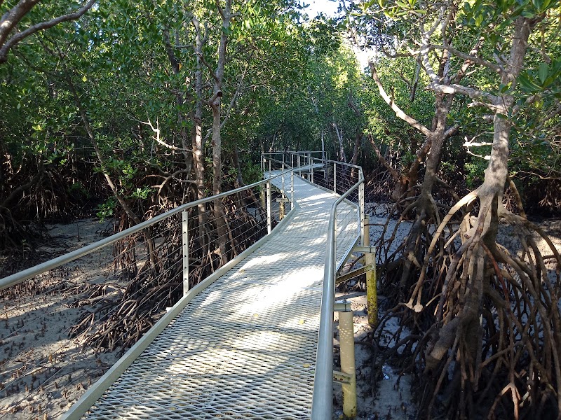 Mangrove Boardwalk in Darwin, Australia