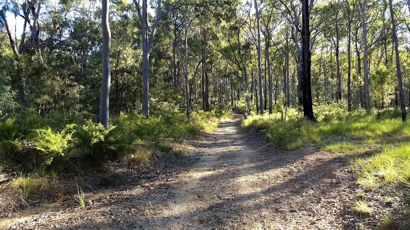 Nerang National Park in Gold Coast, Australia