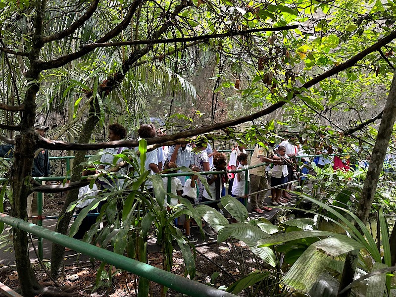 Rainforest Habitat in Lae, Papua New Guinea