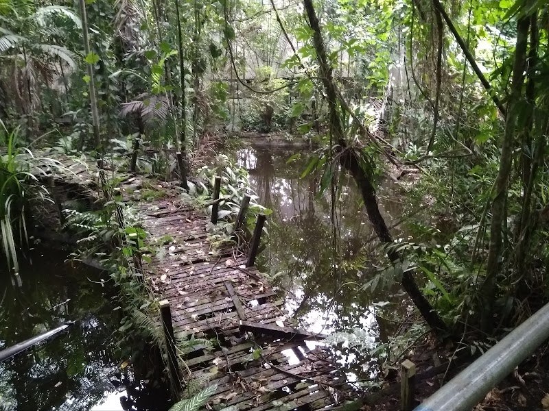 Rainforest Habitat in Lae, Papua New Guinea