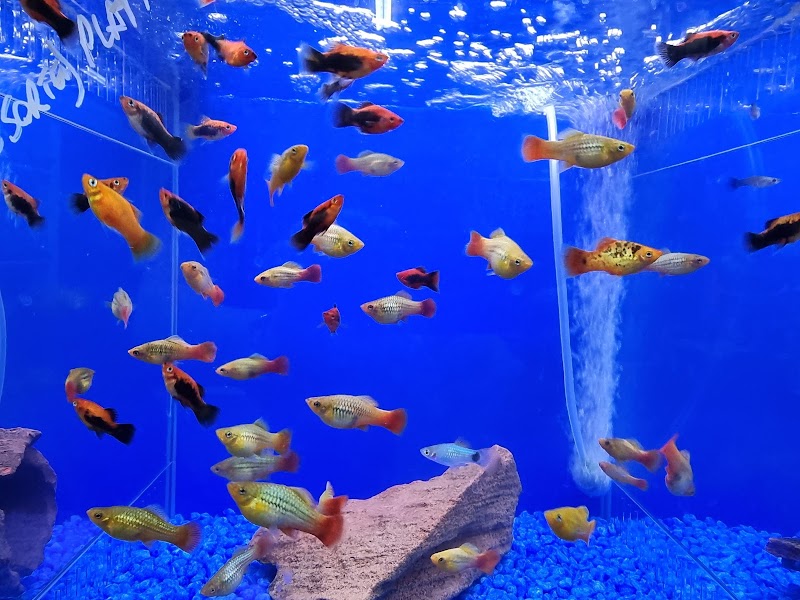 Withcott Aquarium in Toowoomba, Australia