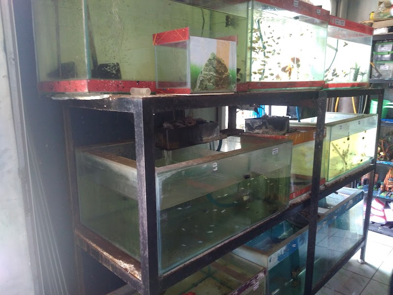 Toko Aquarium (1) terbaik di Kab. Blora