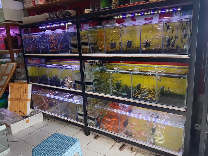 Toko Aquarium (1) terbaik di Kab. Demak