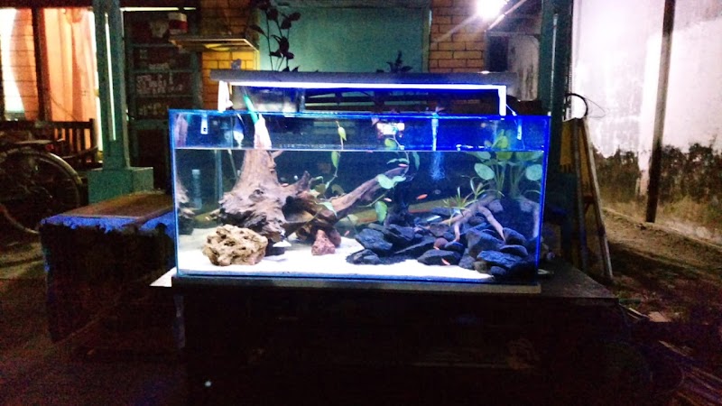 Toko Aquarium (1) terbaik di Kab. Jombang