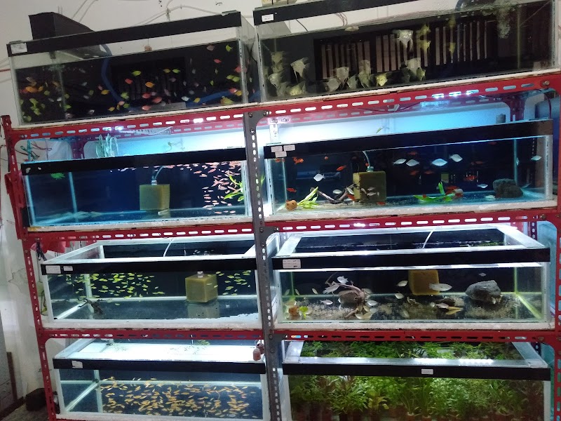 Toko Aquarium (1) terbaik di Kab. Magetan