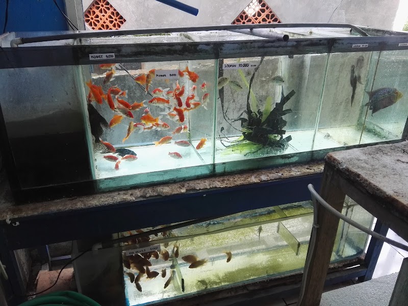 Toko Aquarium (1) terbaik di Kab. Sampang