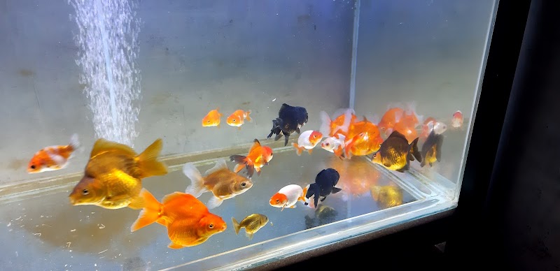 Toko Aquarium (1) terbaik di Kab. Tuban