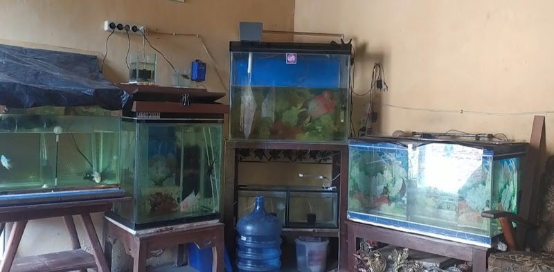 Toko Aquarium (1) terbaik di Kota Magelang