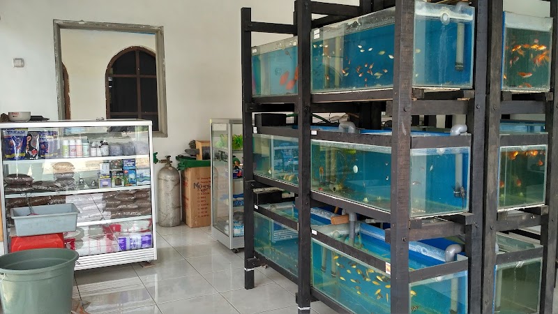 Toko Aquarium (1) terbaik di Kota Mojokerto