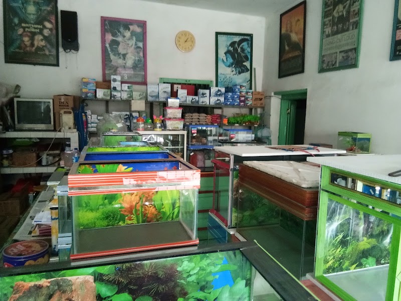 Toko Aquarium (1) terbaik di Kota Probolinggo