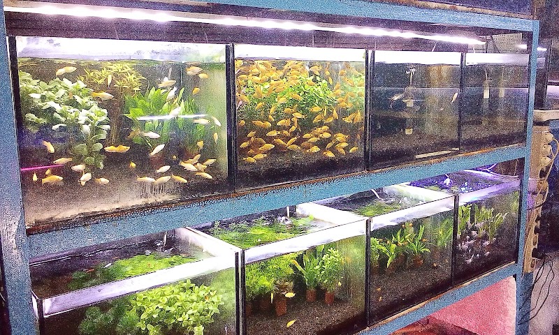 Toko Aquarium (1) terbaik di Kota Semarang