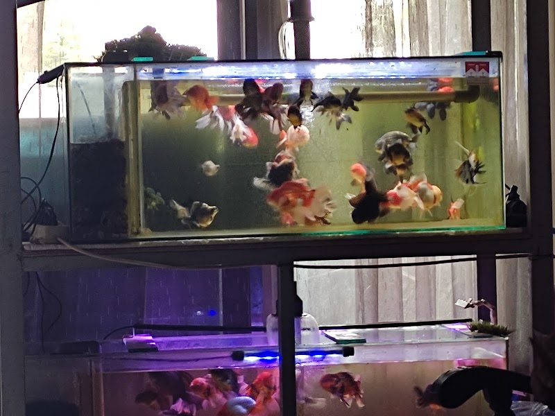 Toko Aquarium (1) terbaik di Kota Surabaya