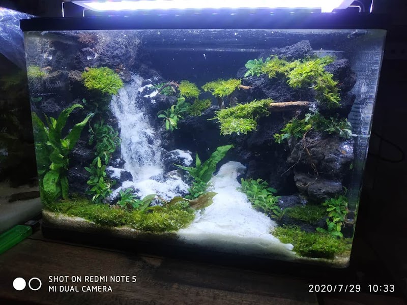 Toko Aquarium (1) terbaik di Kota Tarakan