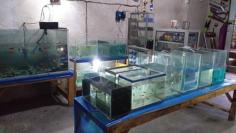 Toko Aquarium (2) terbaik di Kab. Bondowoso