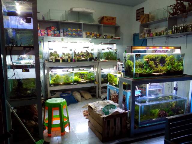 Toko Aquarium (2) terbaik di Kab. Demak