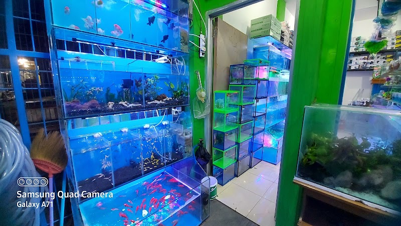 Toko Aquarium (2) terbaik di Kab. Indramayu