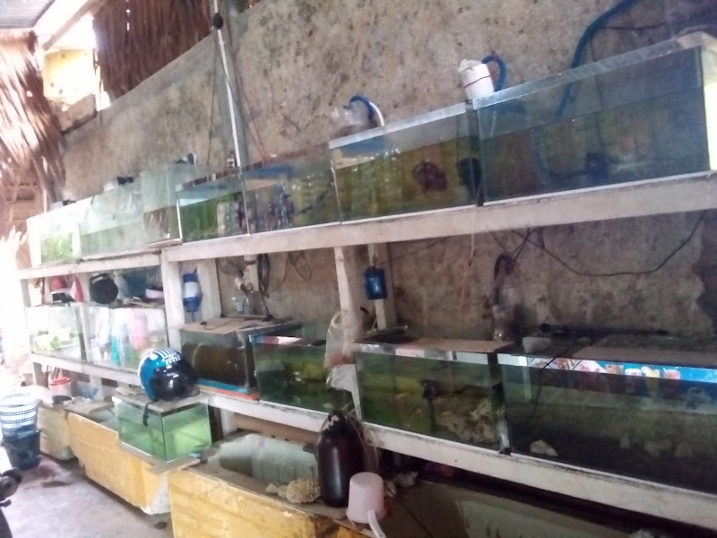 Toko Aquarium (2) terbaik di Kab. Jepara