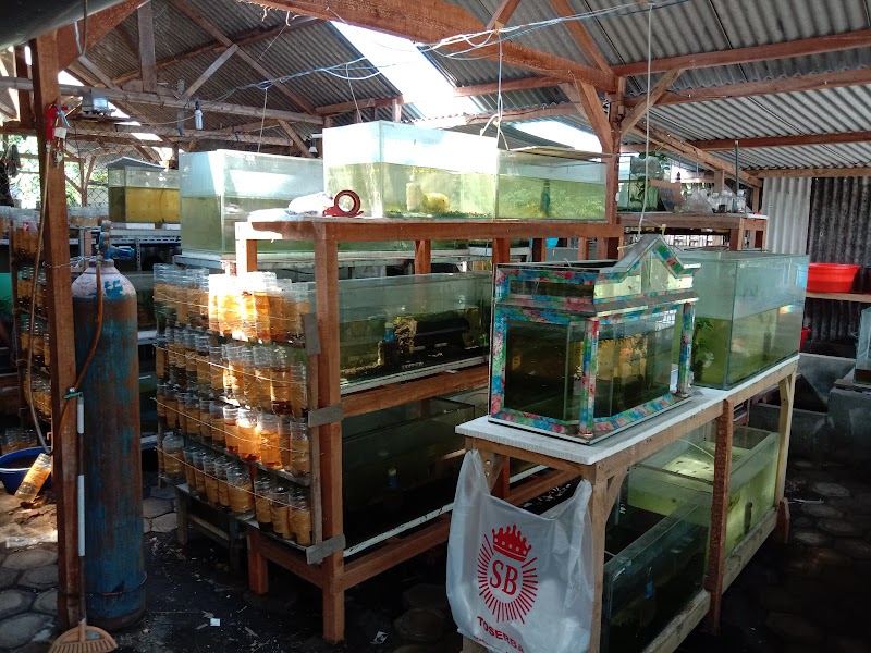 Toko Aquarium (2) terbaik di Kab. Lumajang