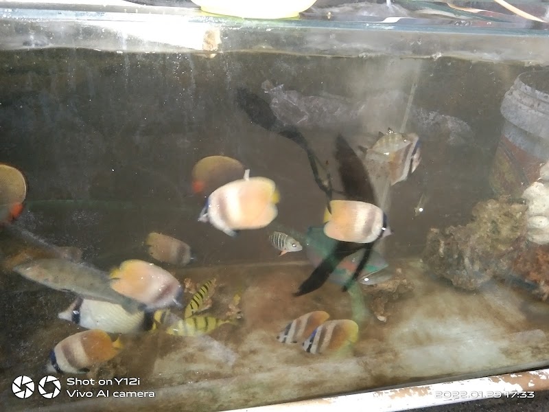 Toko Aquarium (2) terbaik di Kab. Pangandaran