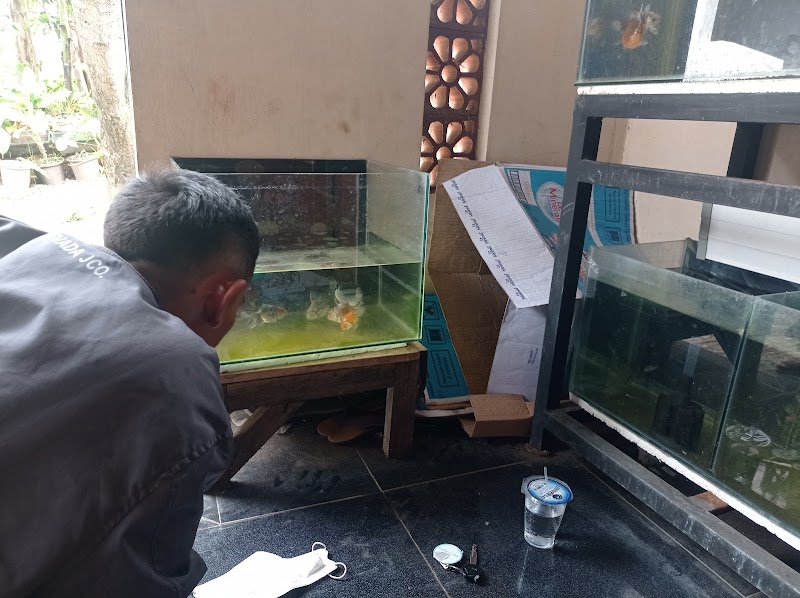 Toko Aquarium (2) terbaik di Kab. Pemalang