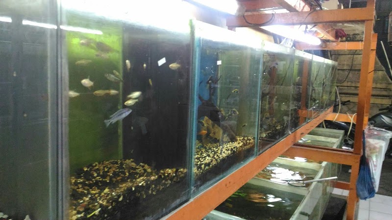 Toko Aquarium (2) terbaik di Kab. Sidoarjo