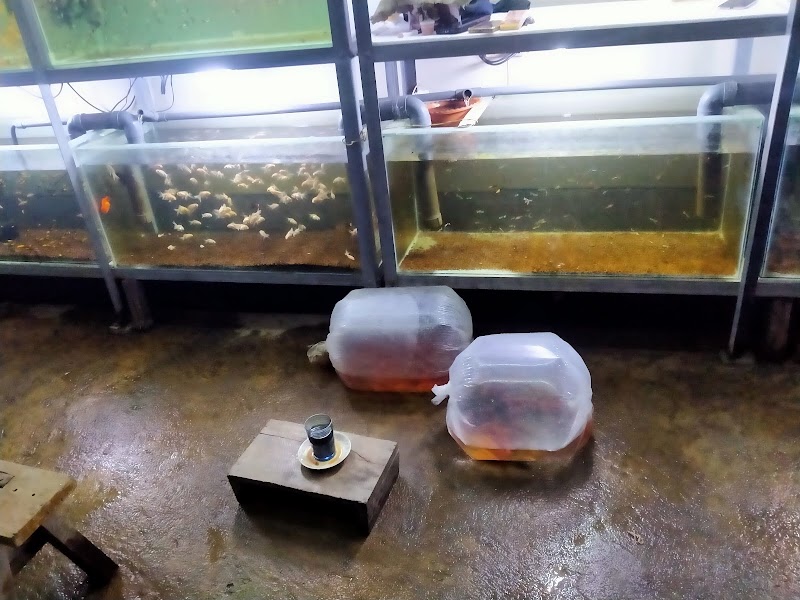 Toko Aquarium (2) terbaik di Kab. Trenggalek