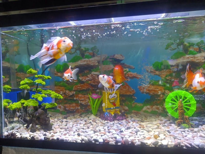 Toko Aquarium (2) terbaik di Kab. Tuban