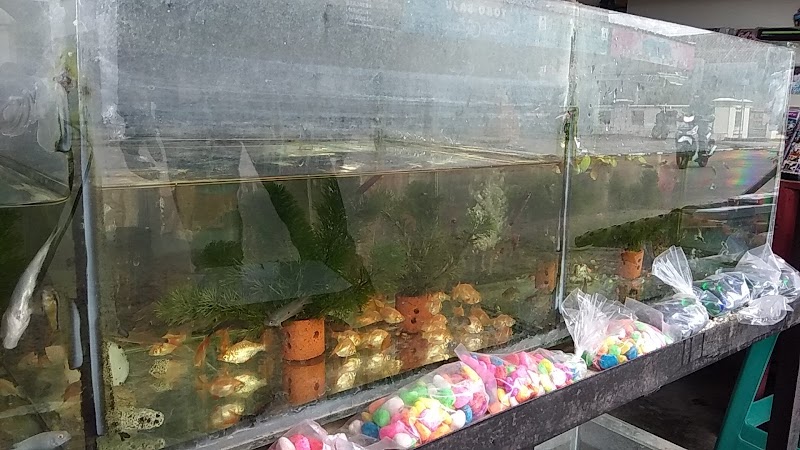 Toko Aquarium (2) terbaik di Kota Bandar Lampung