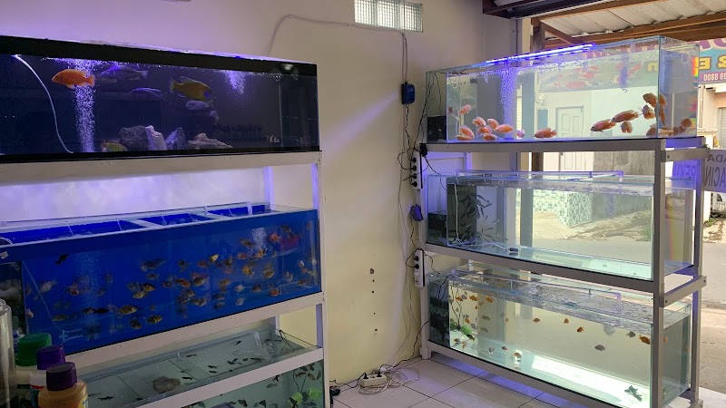 Toko Aquarium (2) terbaik di Kota Banjarmasin