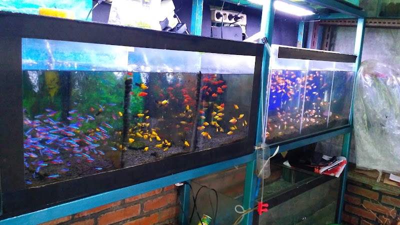 Toko Aquarium (2) terbaik di Kota Bogor