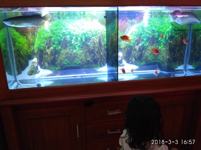 Toko Aquarium (2) terbaik di Kota Cirebon