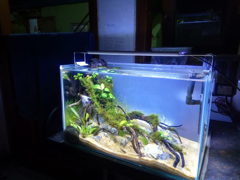 Toko Aquarium (2) terbaik di Kota Kediri