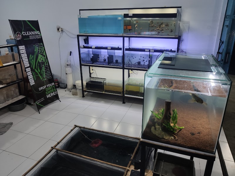 Toko Aquarium (2) terbaik di Kota Magelang