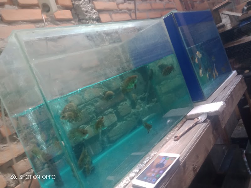 Toko Aquarium (2) terbaik di Kota Padang