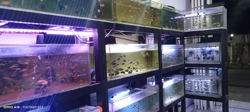 Toko Aquarium (2) terbaik di Kota Pekalongan